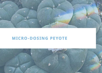 Micro-Dosing Peyote