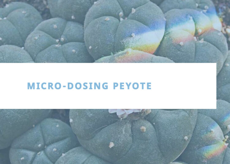 Micro-Dosing Peyote