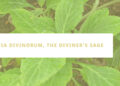 Salvia Divinorum, The Divinerโs Sage