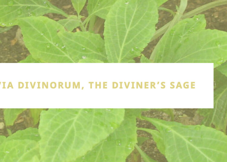 Salvia Divinorum, The Diviner’s Sage