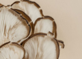 Cordyceps Mushroom