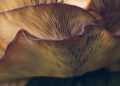 Turkey Tail Mushrooms