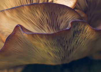 Turkey Tail Mushrooms