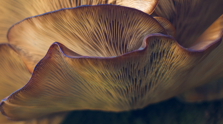 Turkey Tail Mushrooms