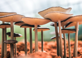 The Evolution of the Magic Mushroom