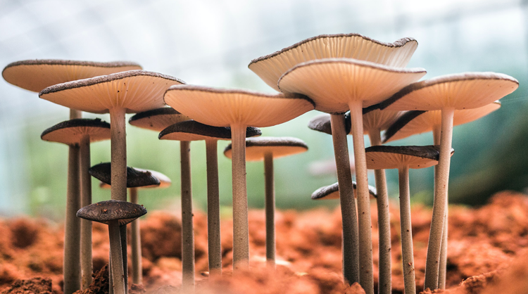 The Evolution of the Magic Mushroom