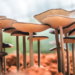 The Evolution of the Magic Mushroom