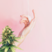 CBD in Skincare and the Community Impact