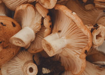 Mushrooms for Medical Benefit