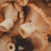 Mushrooms for Medical Benefit